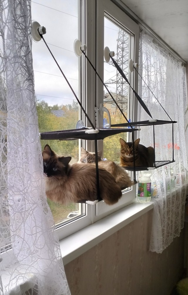 Котенок по имени "Гав"