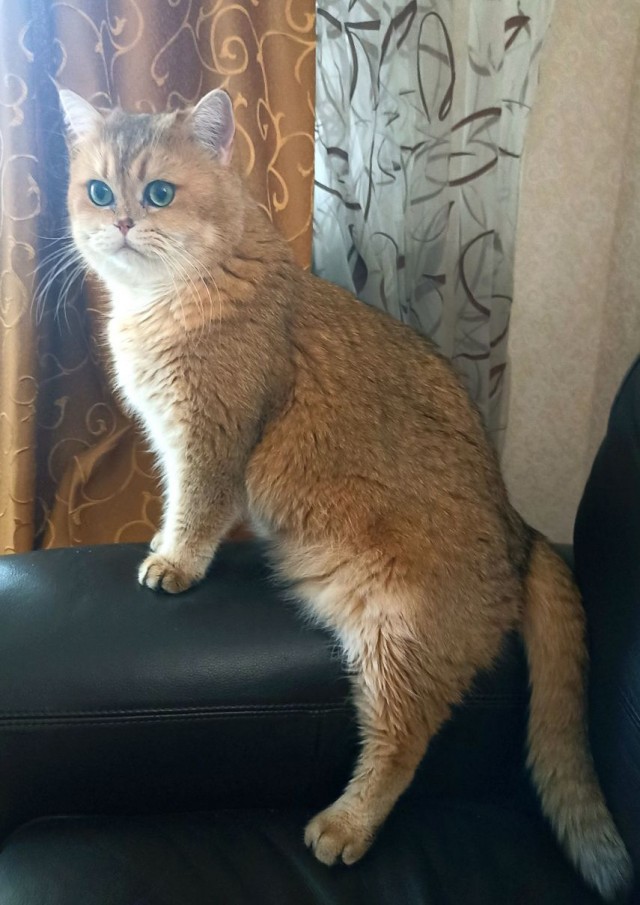 Самым красивым котом в МИРЕ стал пушистик по кличке Бакарди