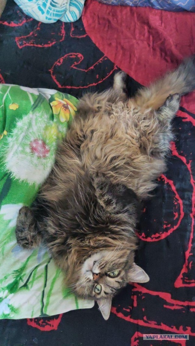 Кот