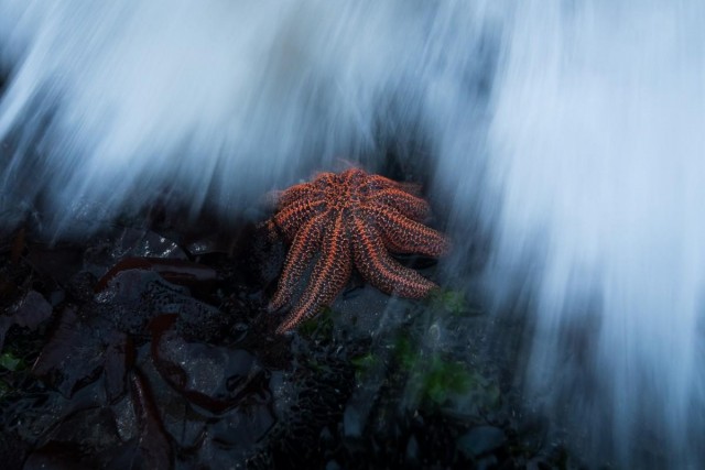 Объявлены победители конкурса фотографий дикой природы Nature Photographer of the Year 2024: полюбуйтесь на 20 лучших работ