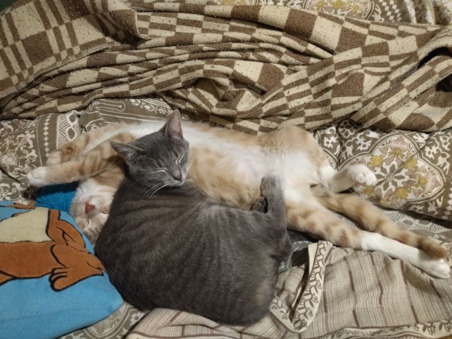 Очумелые Пёрышки