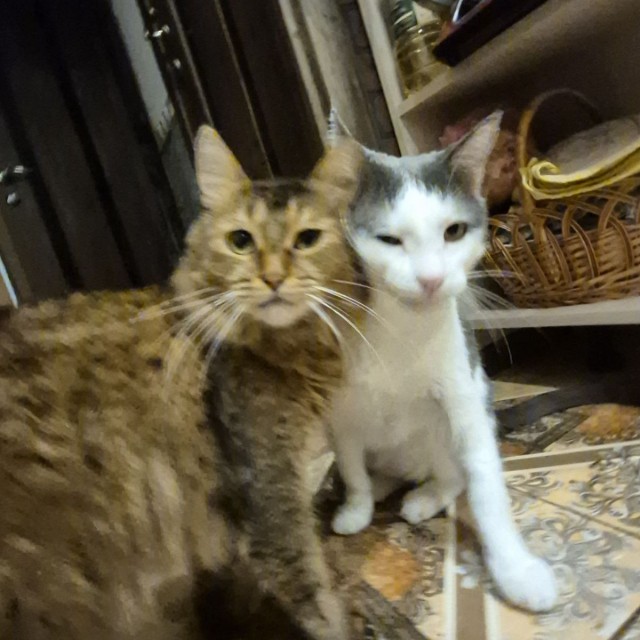Мои гопники