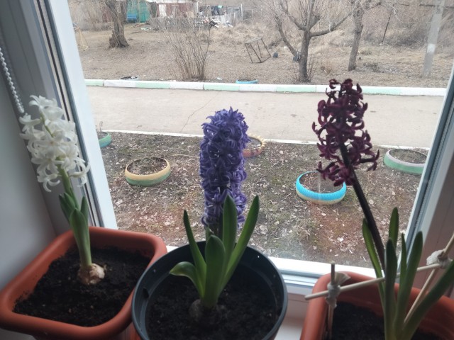 Редкое природное явление: Цветение Юкки