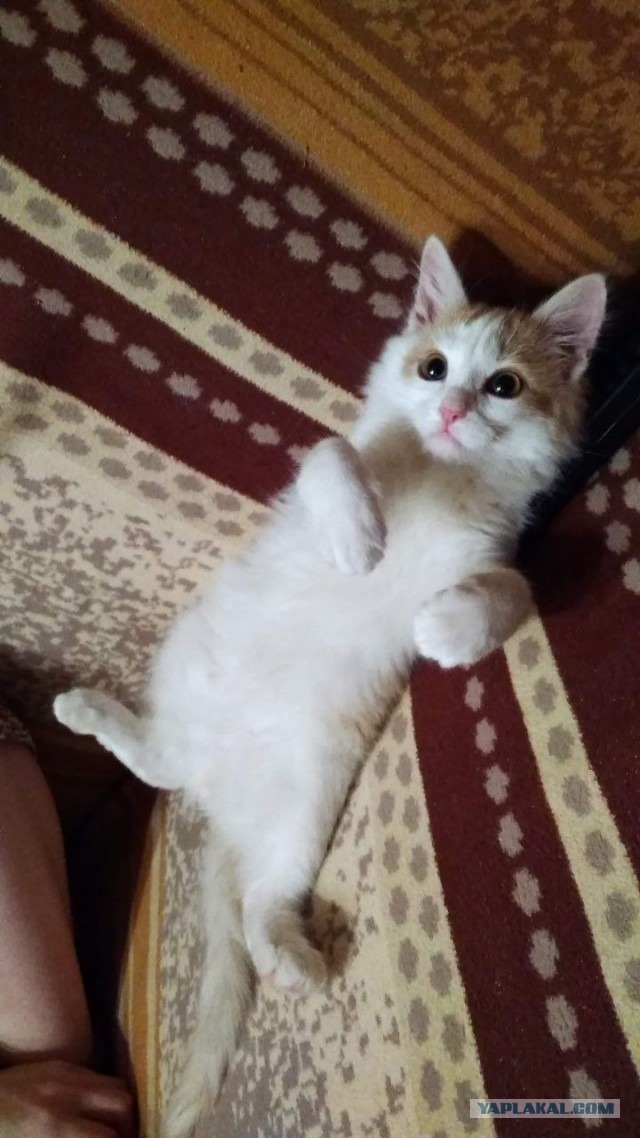 Раб дважды