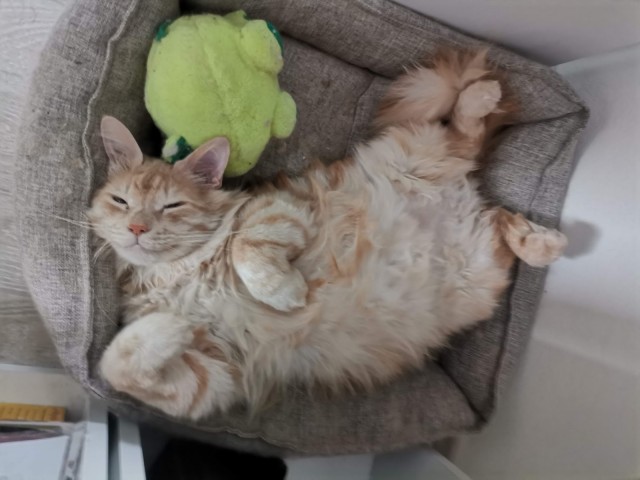 Смешные коты, которые бы победили на конкурсе абсурдных фотографий