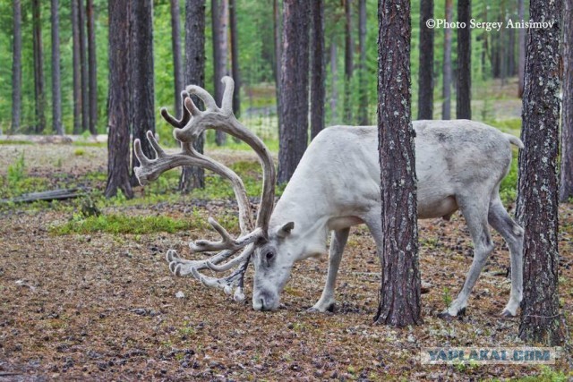 Красота! Лето на Ямале. Фото