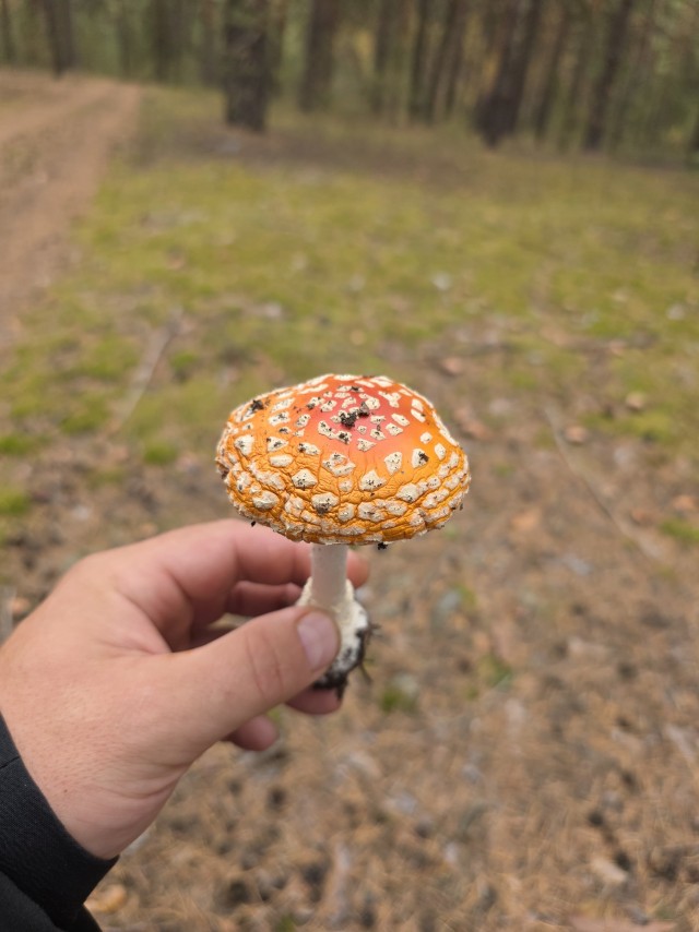 Тихая охота всё