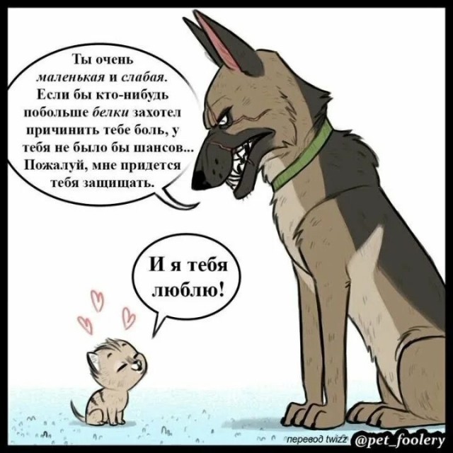 Пёс и котёнок стали друзьями в первый день знакомства