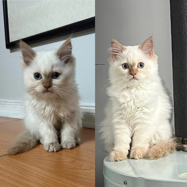 Напугал кошку пердежом