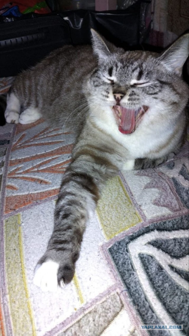 Привет, котовторник.