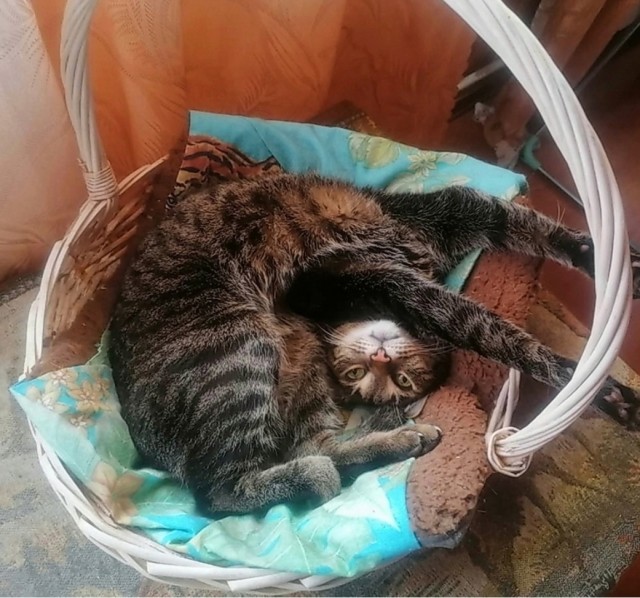 Котокоробковое