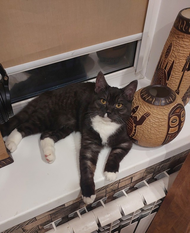 Любвеобильные котики