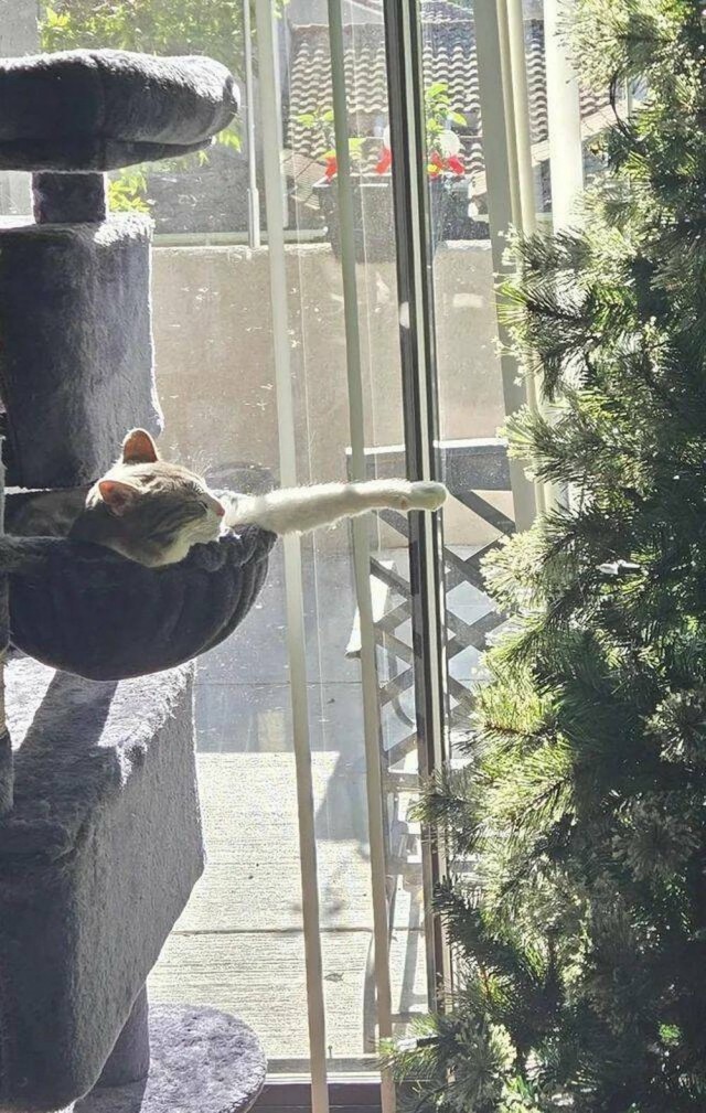 Рандомных фото котов тред — 2