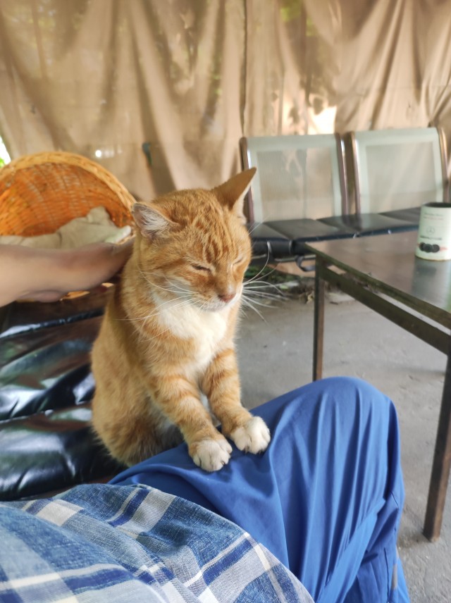Беседа с котом.