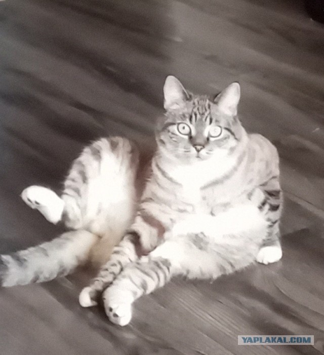 Степана вам в котовторник