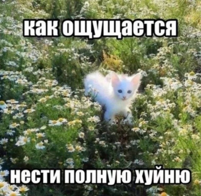 Веселое настроение в картинках 10.08.26