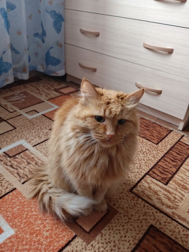 Фотки красивого кота.