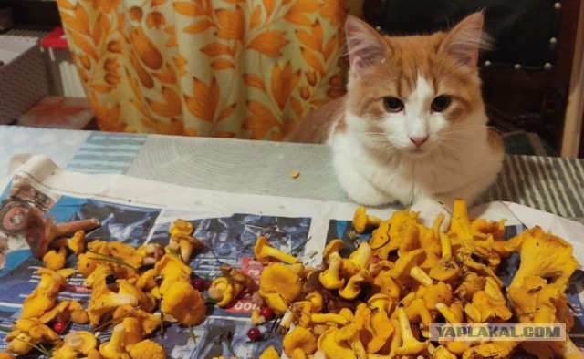 Котовторник. Начало