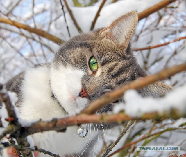 Котенька впервые увидел снег