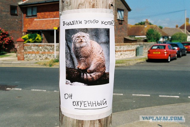 Трудное манулье детство.