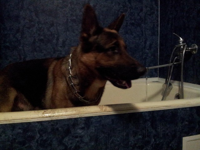 Мой собакен! Овчароид!