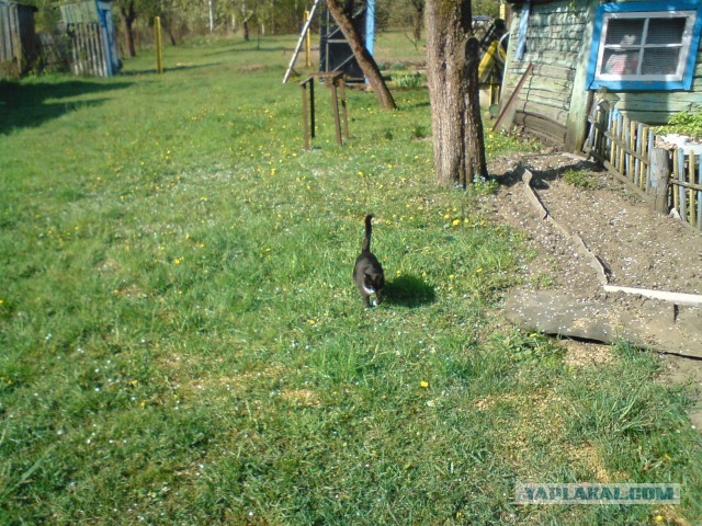 Котовторник 17.06.2014