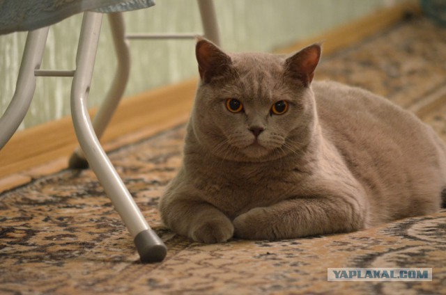 Котовторник  08.07.2014
