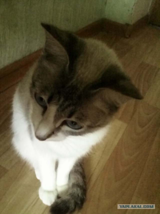 Котовторник 26.08.14.