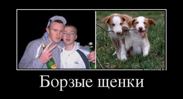 Борзые щенки