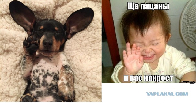 Новый щенок Риз