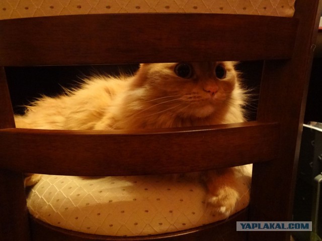 Котовторник