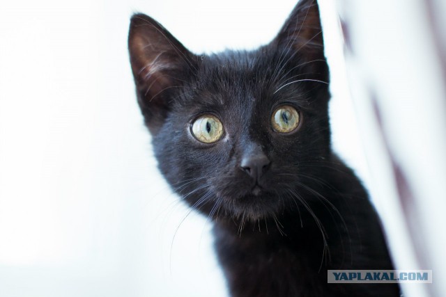 Котовторник 24.03.2015