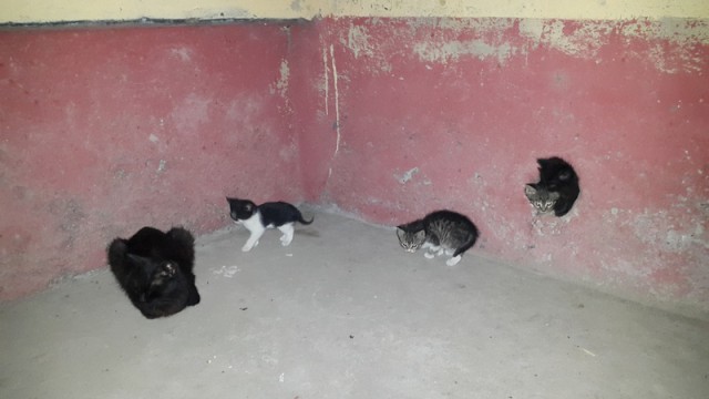 Котовторник 09.06.2015