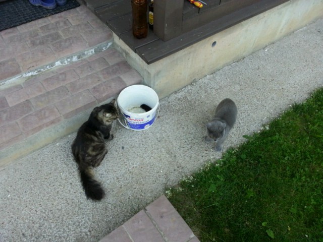 Котовторник