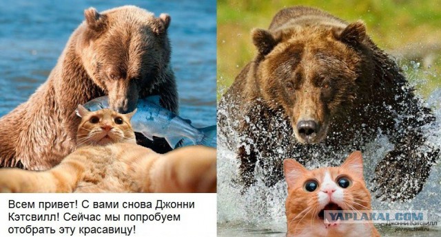 Прикольные коты