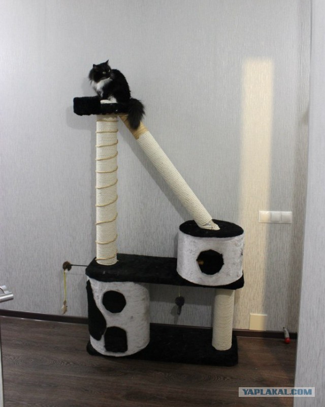 Кошкин дом - он такой