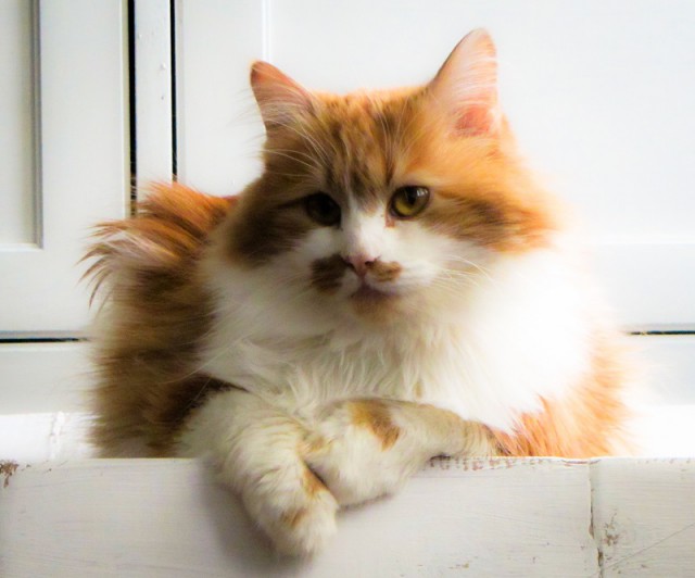 Котовторник 22.12.2015