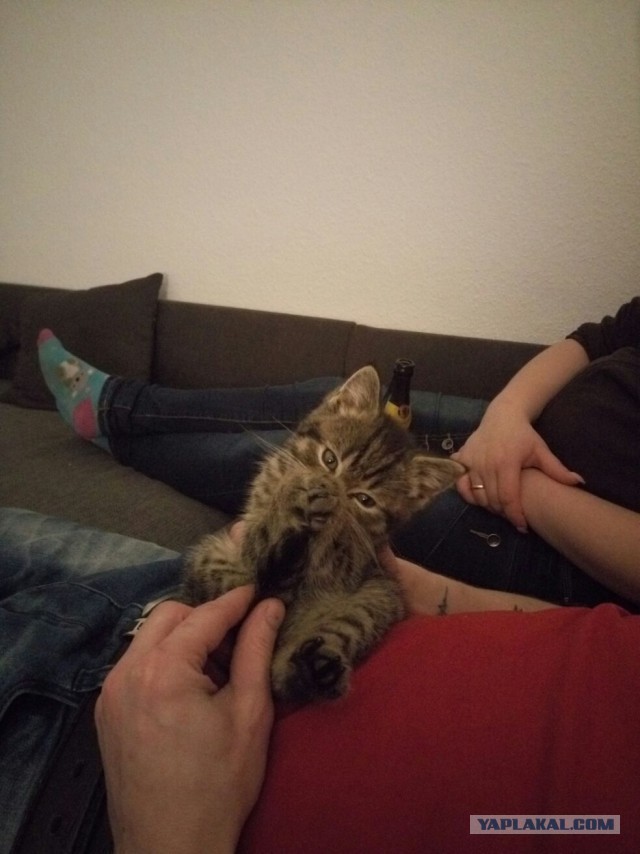 Коты, они - как люди!