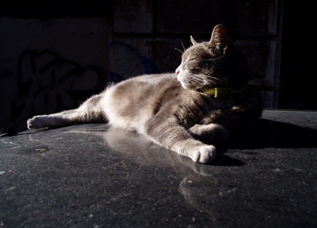 Коты, кошки, котята