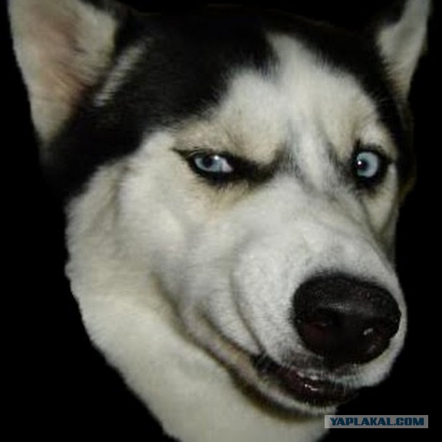 Никогда не пойте рядом со стаей хаски!