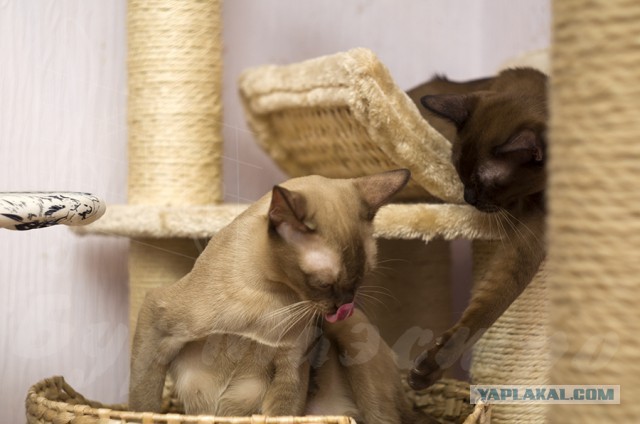 Восьмомартовский котовторник
