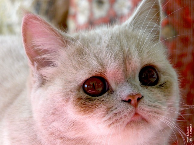 Коты, кошки, котята