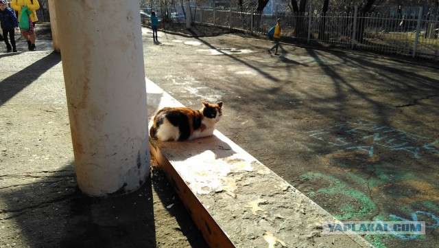 Котовторник 19.04.2016