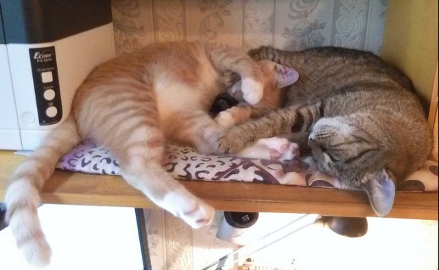 Котовторник 26.07 2016