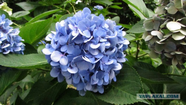 «Похмелья нет» или мои впечатления от поездки в Грузию