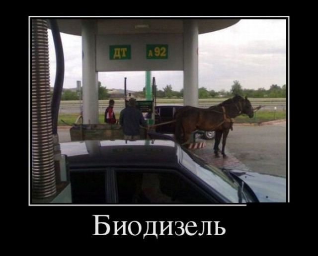 Самые смешные животные