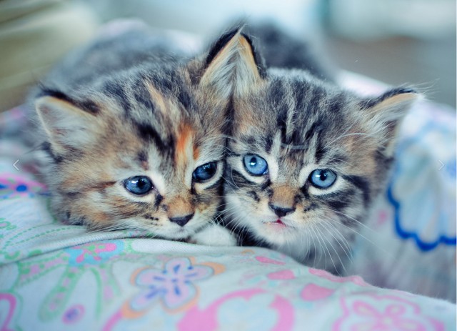 Коты и Кошки