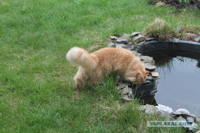Коты и Кошки