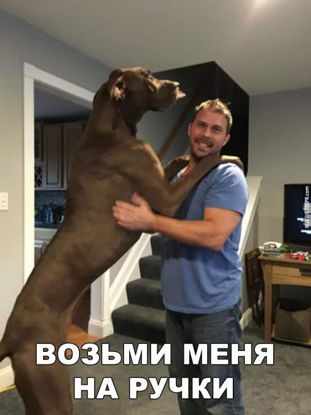 Подборка забавных животных