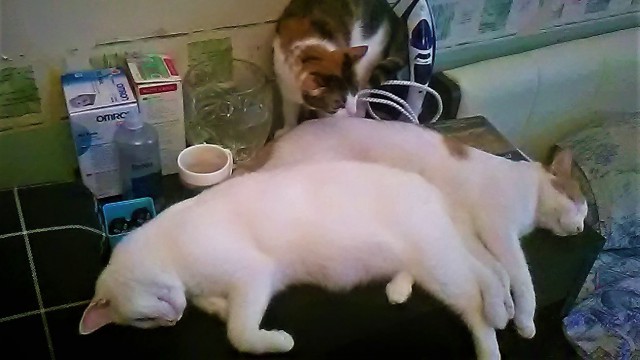 Котовторник 1.08.17